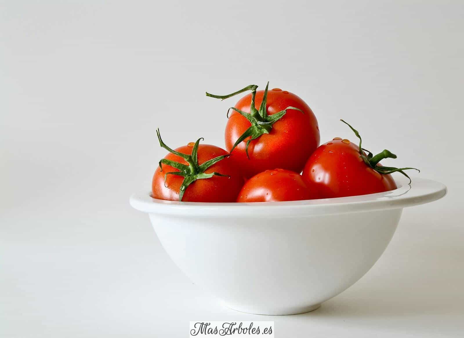 Red Tomatoes in White Bowl