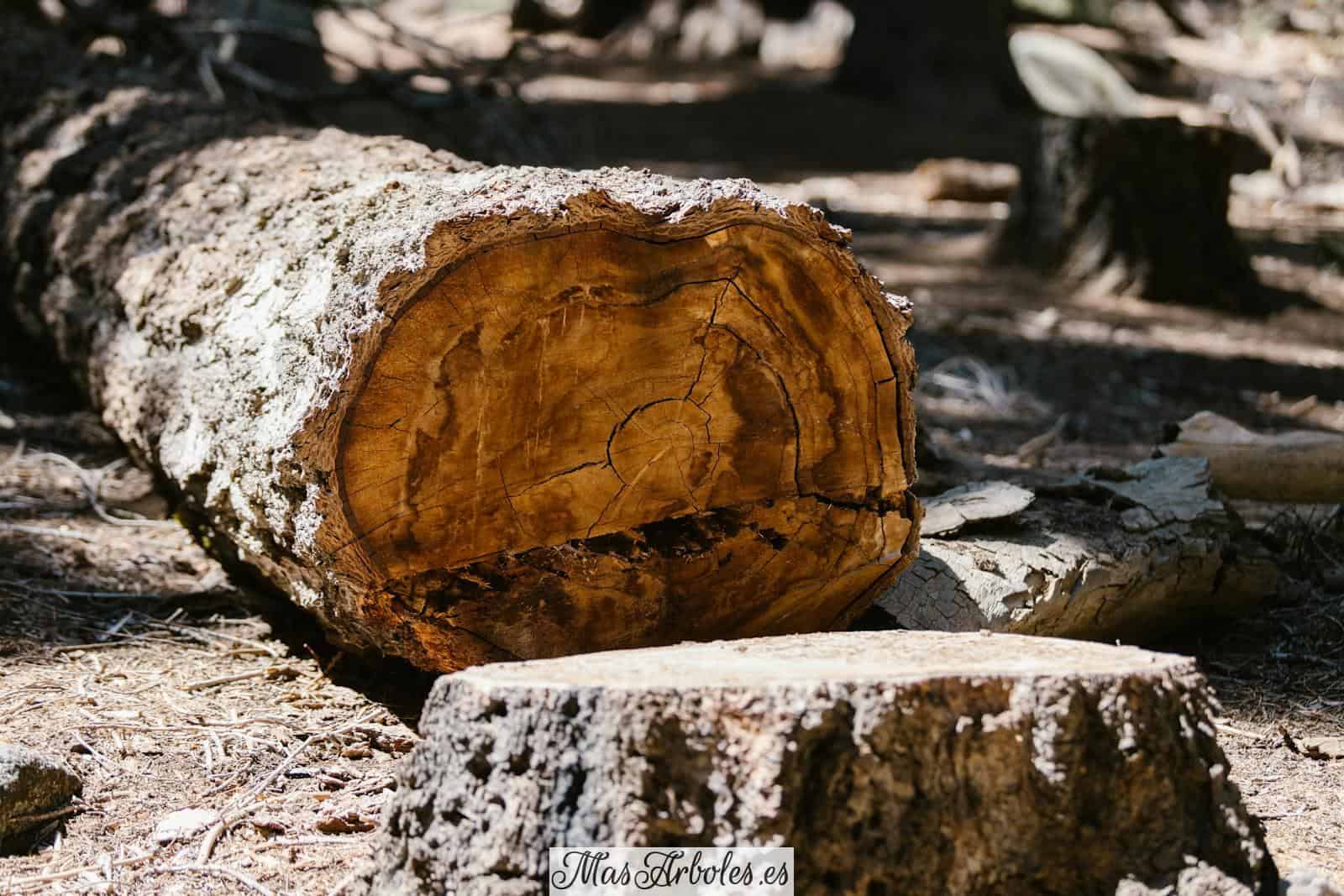 Tree Log Lying on Ground After Felling